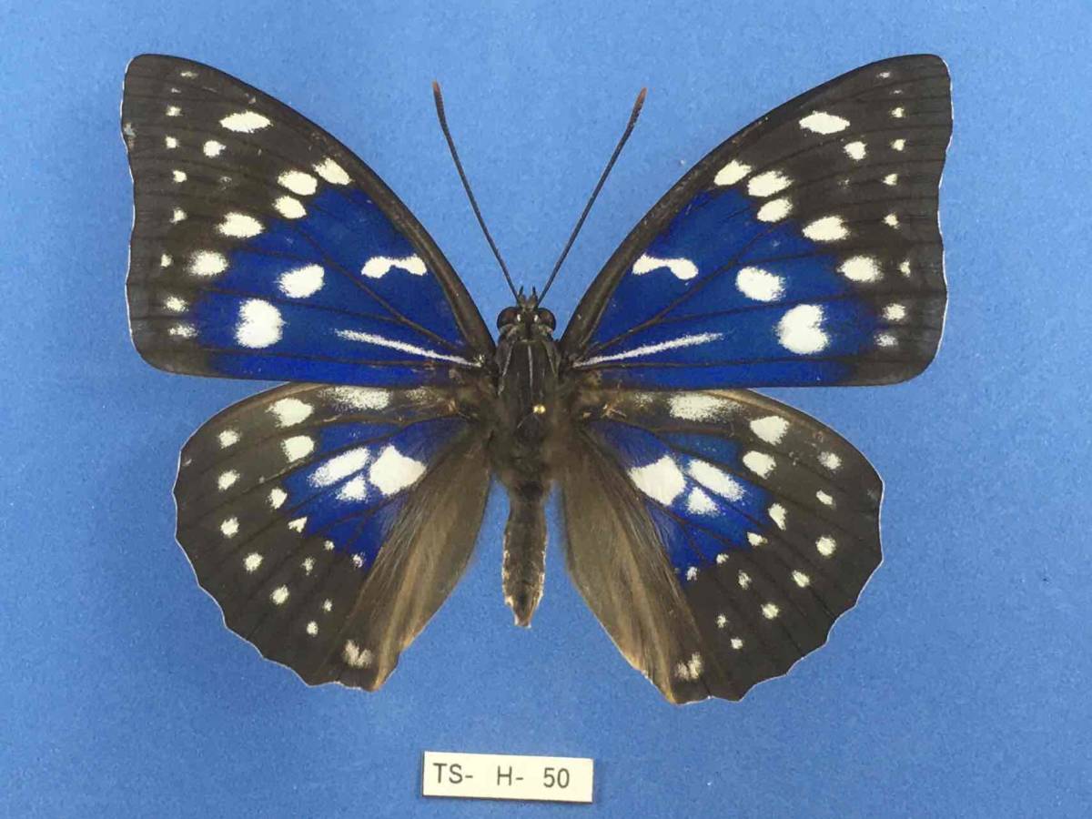 蝶標本】ポリクトール（1オス・インド北部産） 楽天市場】送料無料