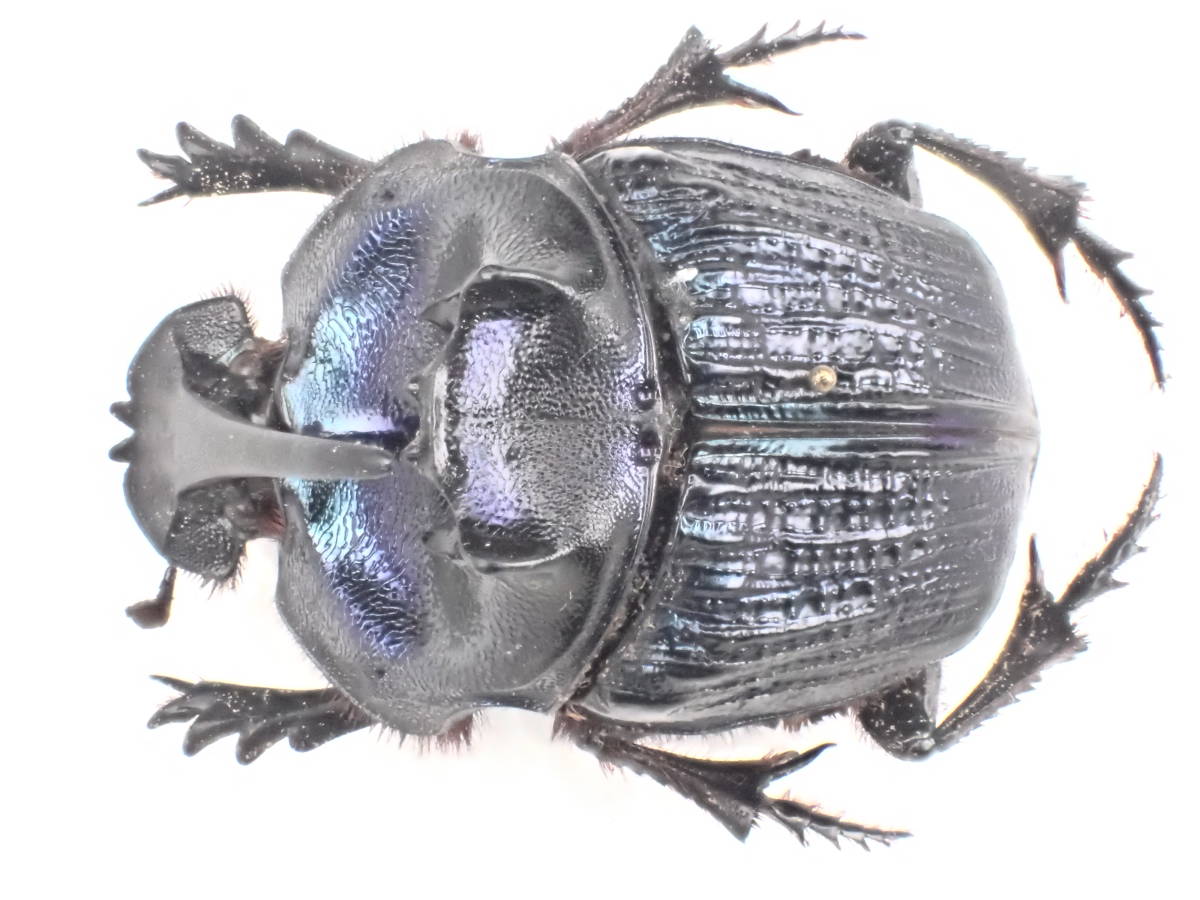 エンシフェルオオニジダイコク 標本】特大♂ エンシフェールニジ