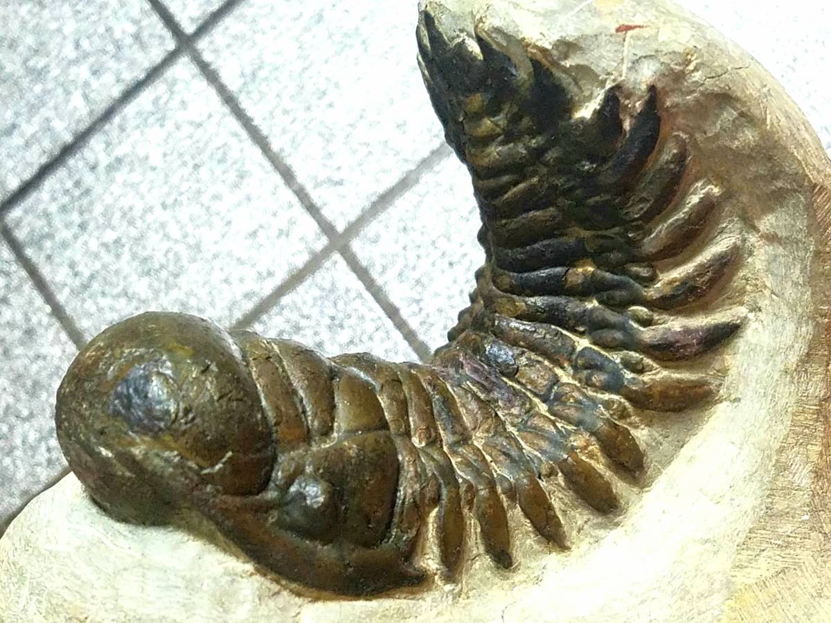 新品】BIG！美麗！【Crotalocephalus gibbus】☆三葉虫 化石☆標本