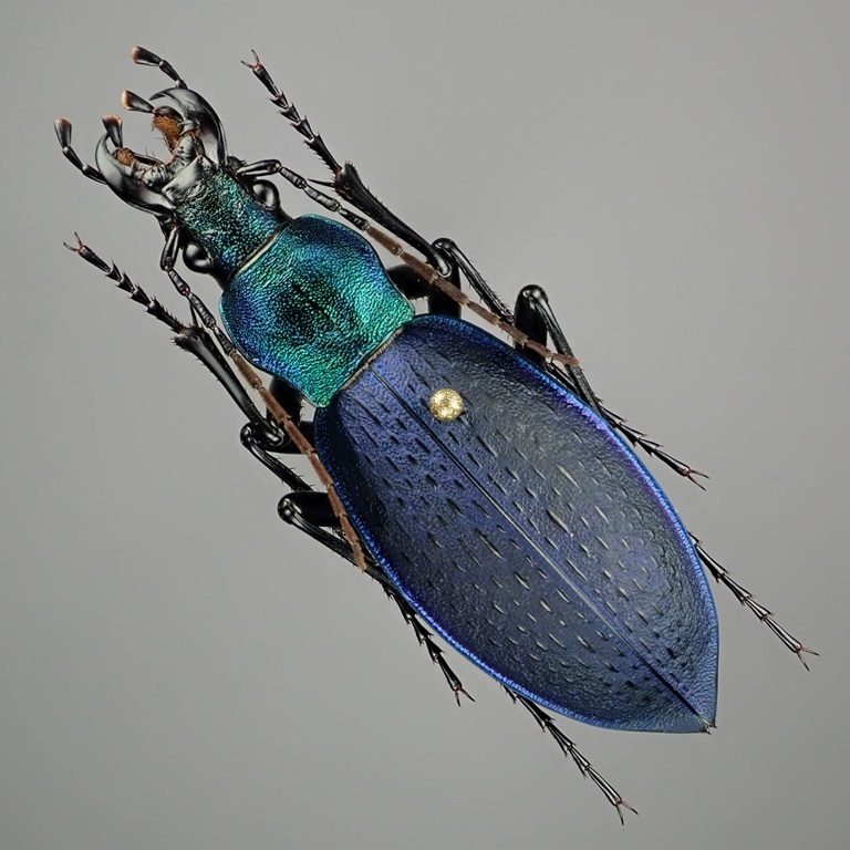 ヤンコフスキーカブリモドキ/韓国.五台山産【外国産オサムシ標本