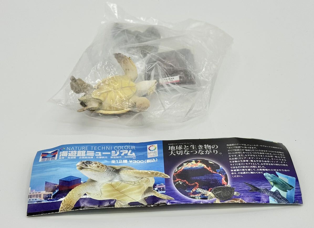 ネイチャーテクニカラー 海遊館ミュージアム タカアシガニ NATURE