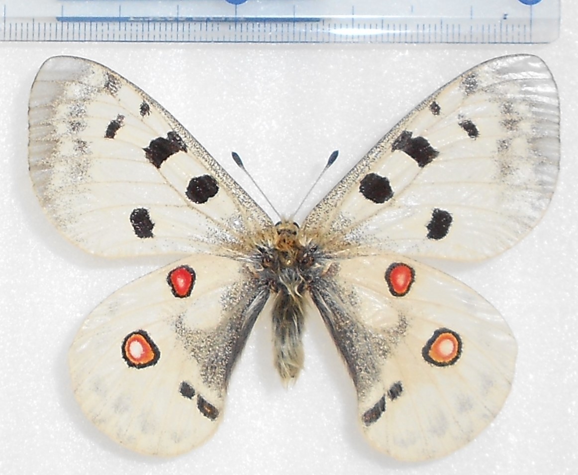 異常型】パルナシウス・アポロ・ウィスコッティ（1オス、スウェーデン産）