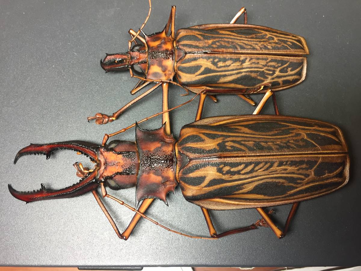 タイタンオオウスバカミキリ 標本