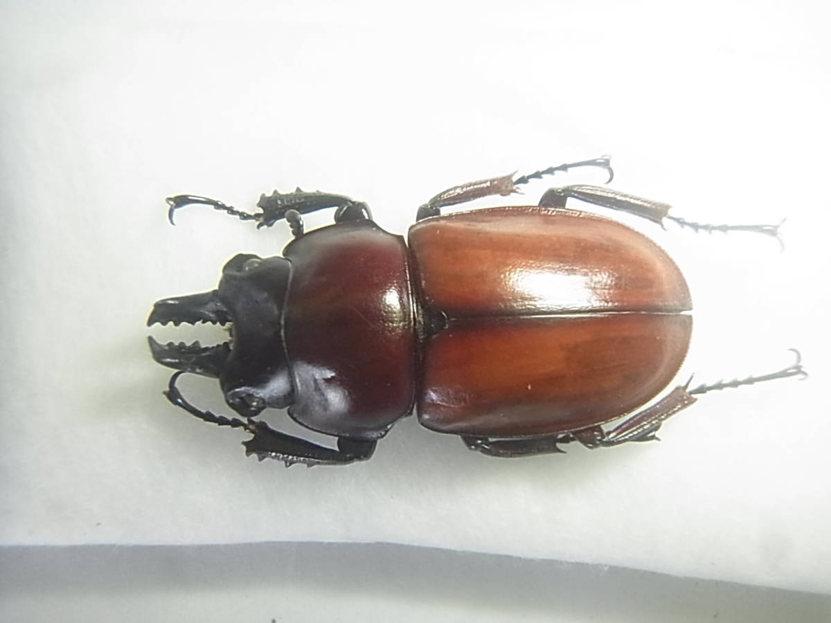 チャイロマルバネクワガタ (規制前採集品) 昆虫標本 no.15 チャイロ