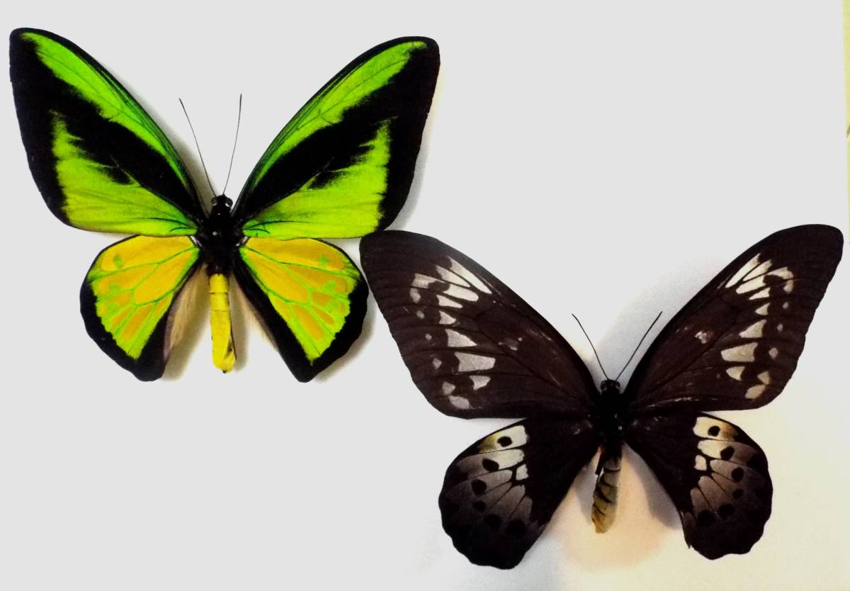 ゴライアス・トリバネアゲハ（1メス・パプアニューギニア産） 【公式通販】