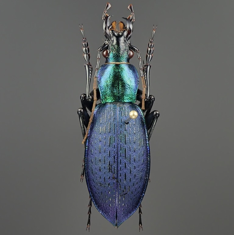 【38mm】エリスカブリモドキ オサムシ標本 オサムシ マイマインミョウ Yahoo!オークション -「オサムシモドキ」の落札相場・落札価格