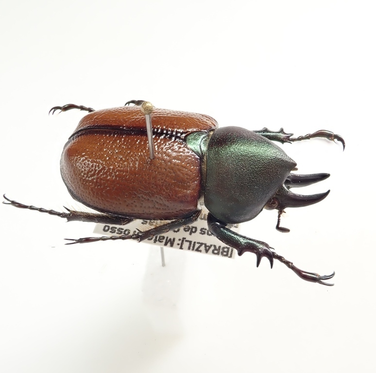 ブラジル産 デュポンカラカナヒナカブト 28mm