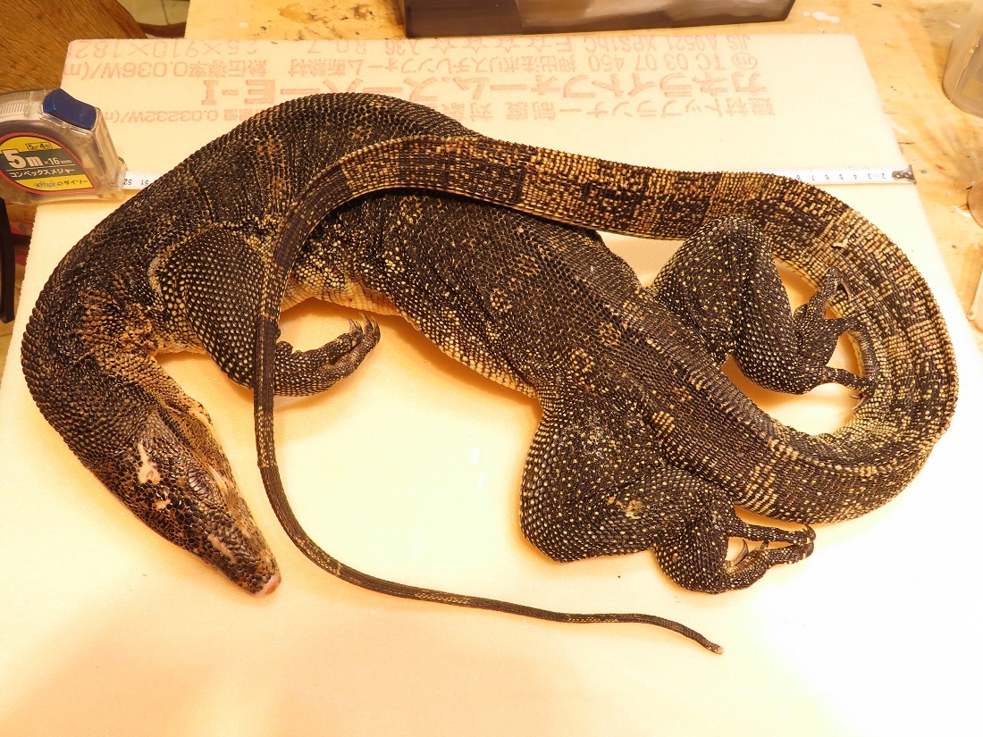 ミズオオトカゲ剥製