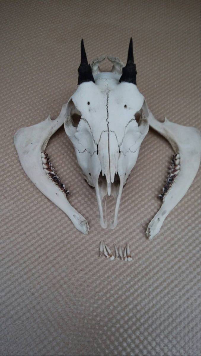 ニホンカモシカ頭蓋骨 コレクション ニホンカモシカの頭蓋骨の一部