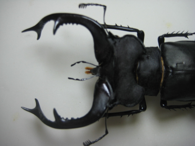 標本 トルコ産 ユダイクスミヤマクワガタ 92．8ミリ 飼育品。