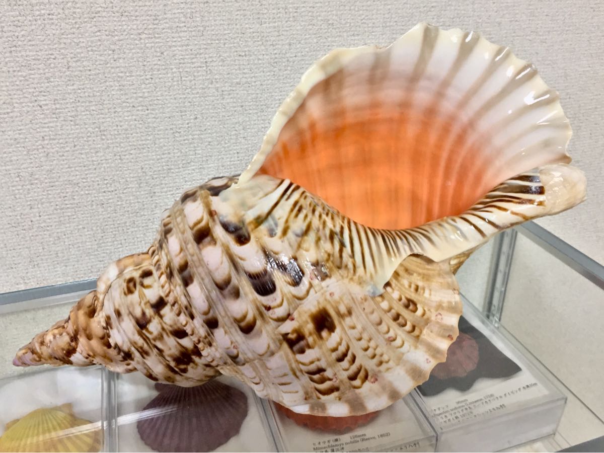 特大肉厚42.5㎝修験道法螺貝 山伏 【公式通販】