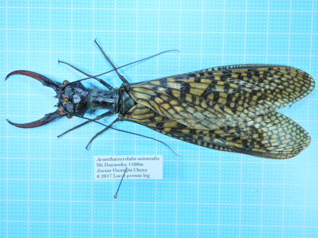 希少 オオキバヘビトンボ 標本 花と角」 on X: