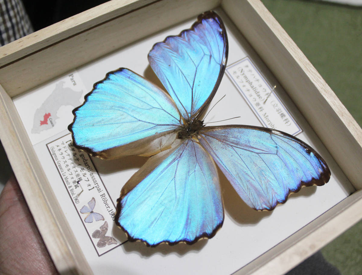 ハイブリッド】アグリアス×プレポナ（メス、ペルー産） ハイブリッド