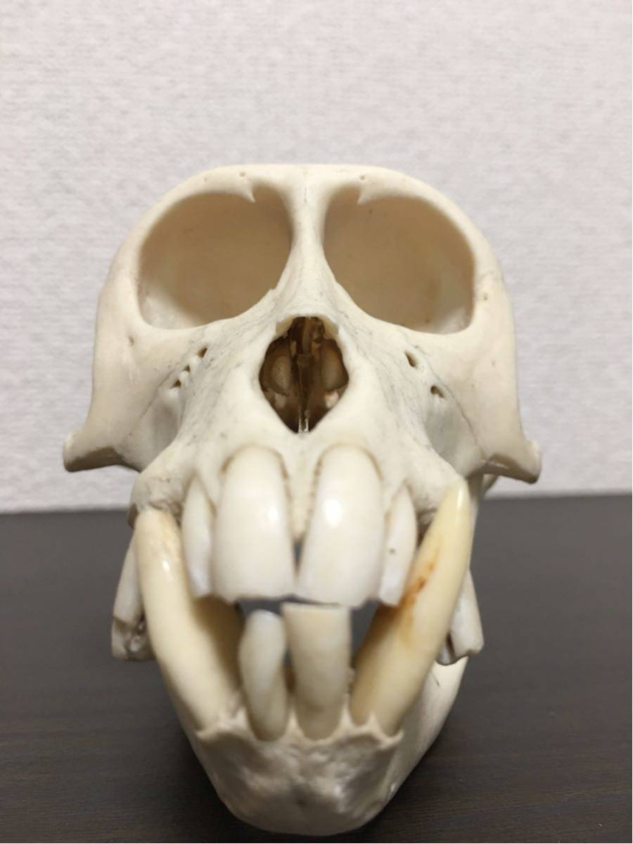 頭骨 頭蓋骨 標本 サル 猿