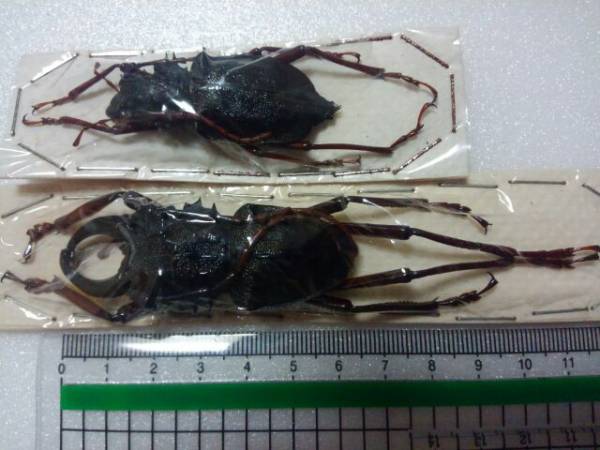 カシクスオニノコギリカミキリ 標本 大型 標本、ブロンズオニノコギリ