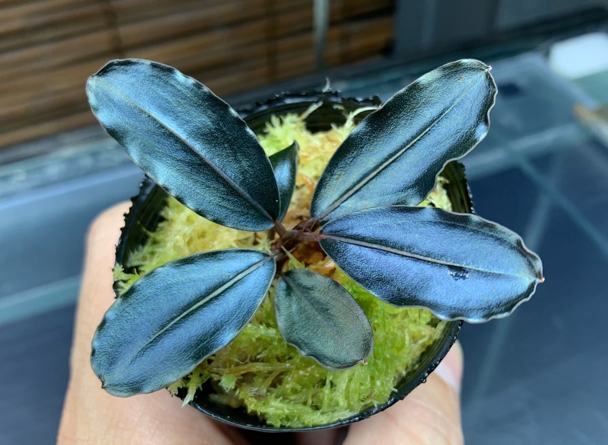 ブセファランドラsp. 購入 メタリックブルー 完全水中葉