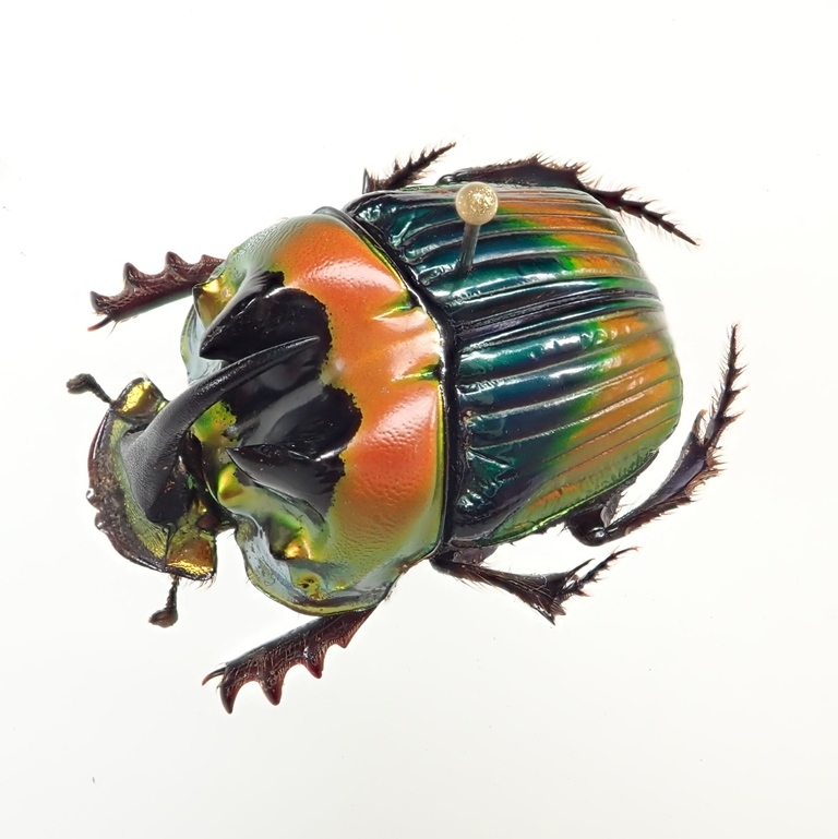 ブラジル産 スペシオーサダイコクコガネ 13-15mm 【公式通販】