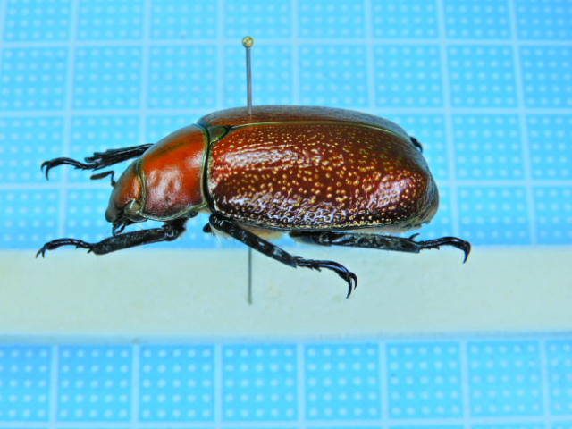 パナマ産オプティマプラチナコガネ