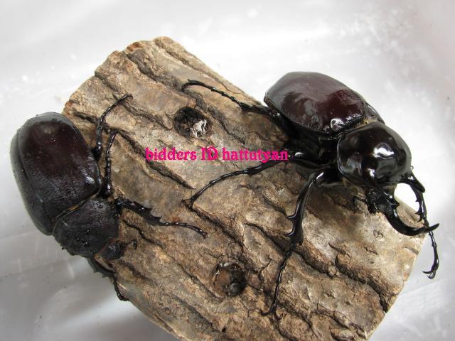 ヤヌスゾウカブト ゾウカブト ヤヌス・ヤヌス 標本 セット くわかぶ