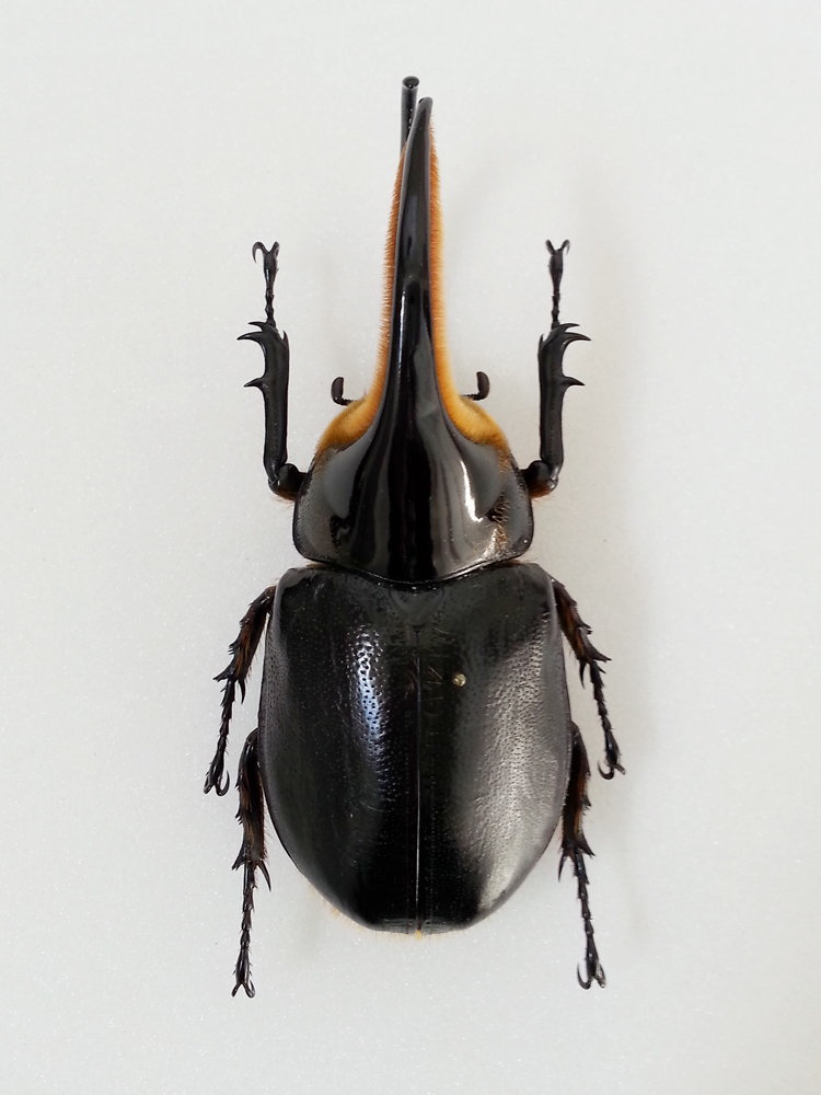 標本 サタンオオカブト ♂104mm