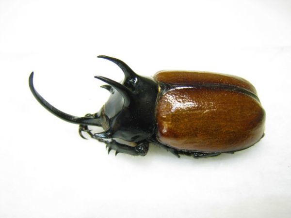 ミャンマー産スキットゴホンヅノカブト65mm