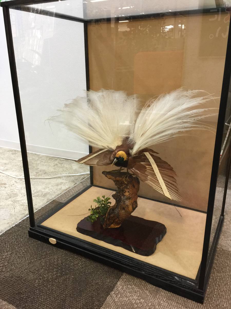 良い 超貴重 超稀少 極楽鳥剥製 大型ガラスケース付 40年程前に購入 超