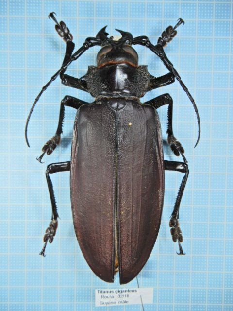フレンチギアナ産タイタンオオウスバカミキリ109mm