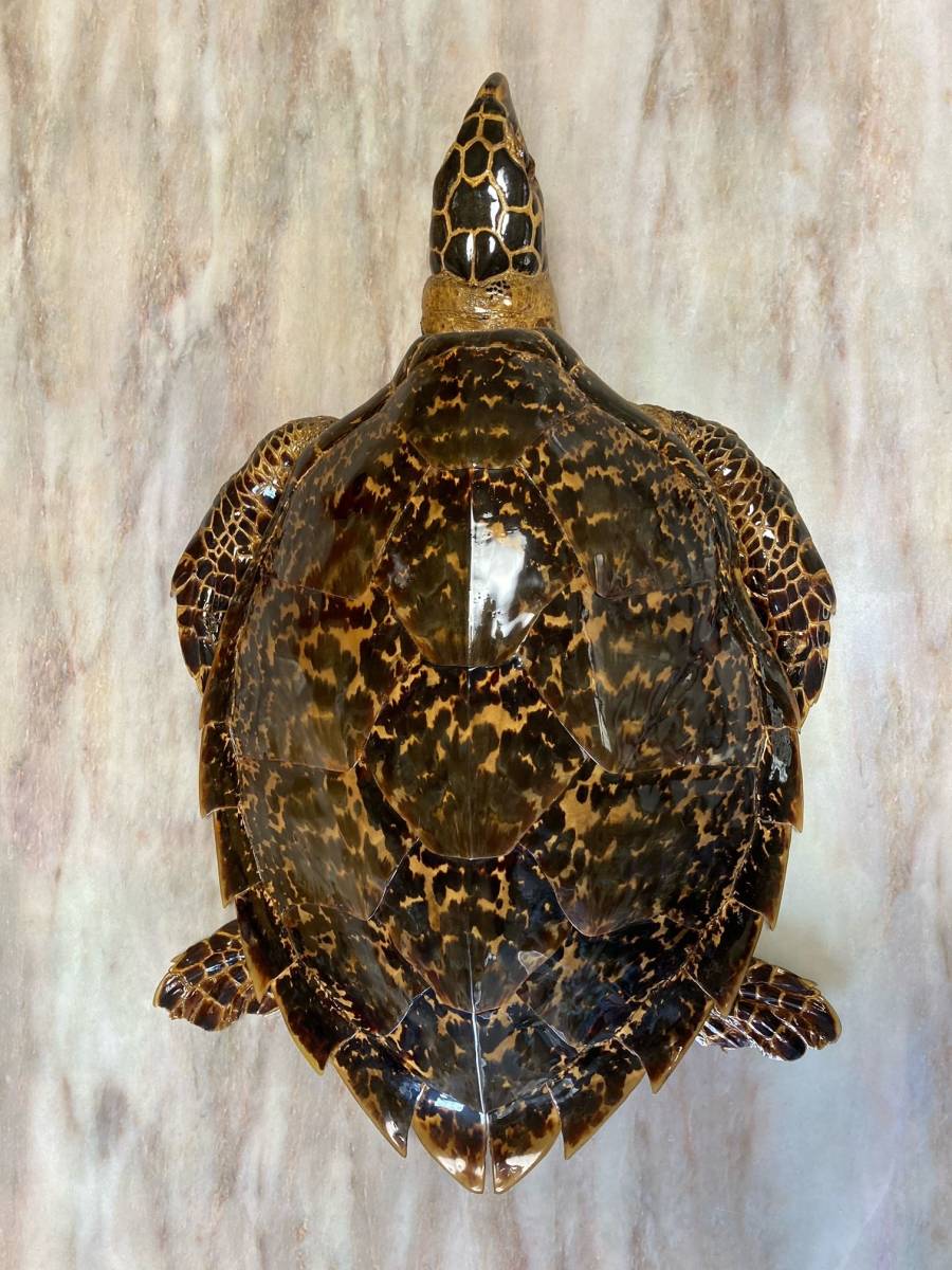 亀 剥製 べっこう べっ甲 鼈甲 インテリア オブジェ 壁掛け 縁起物