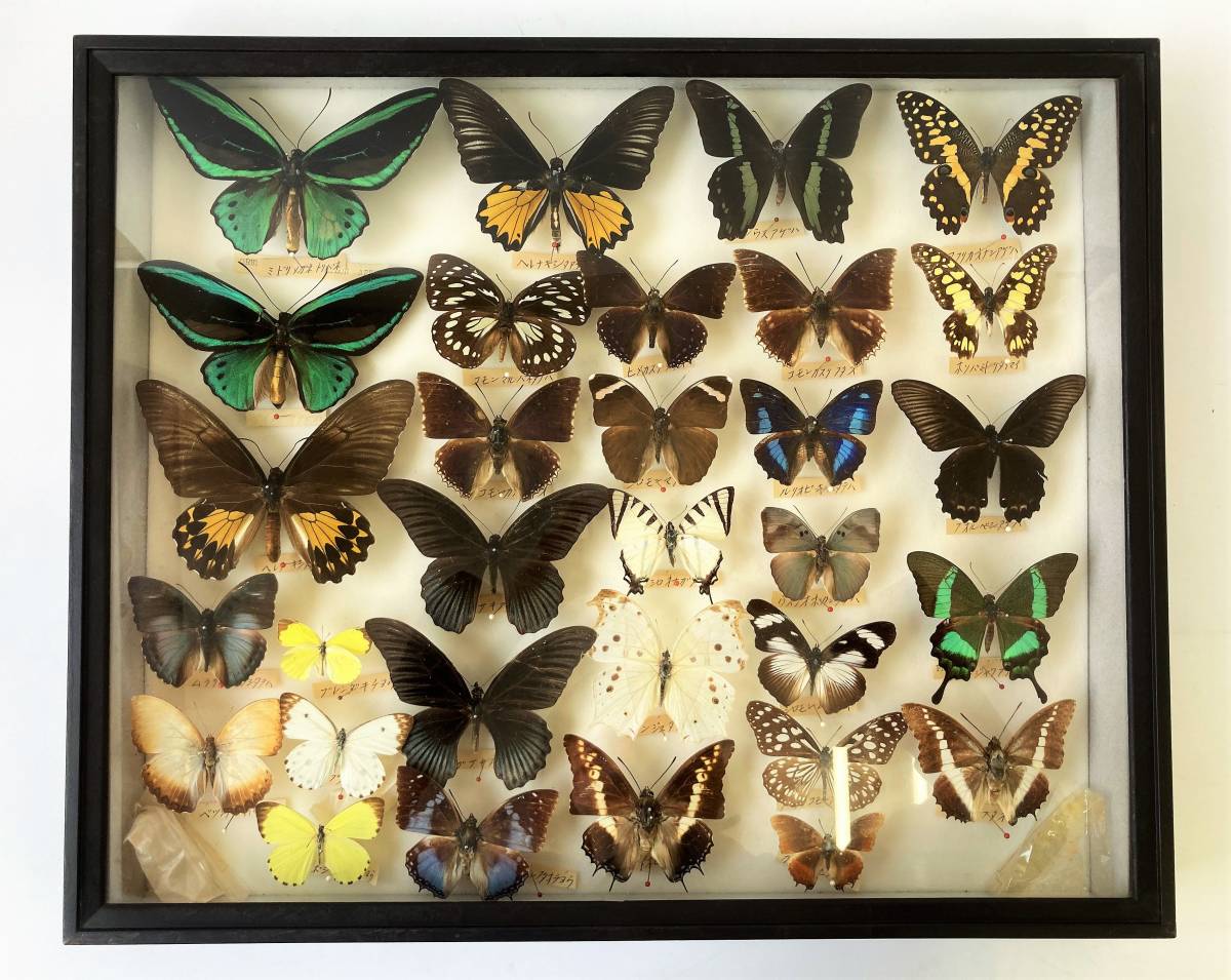 蝶標本 アカメガネトリバネアゲハ 産地別コレクション 研究用 大型
