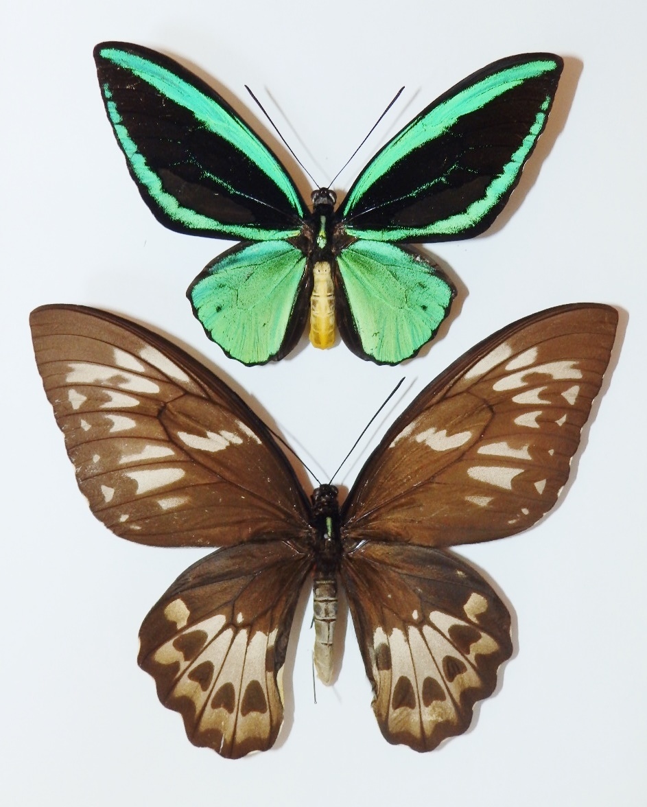 1ペア】ミドリメガネトリバネアゲハ（インドネシア・ビアク島） 【公式