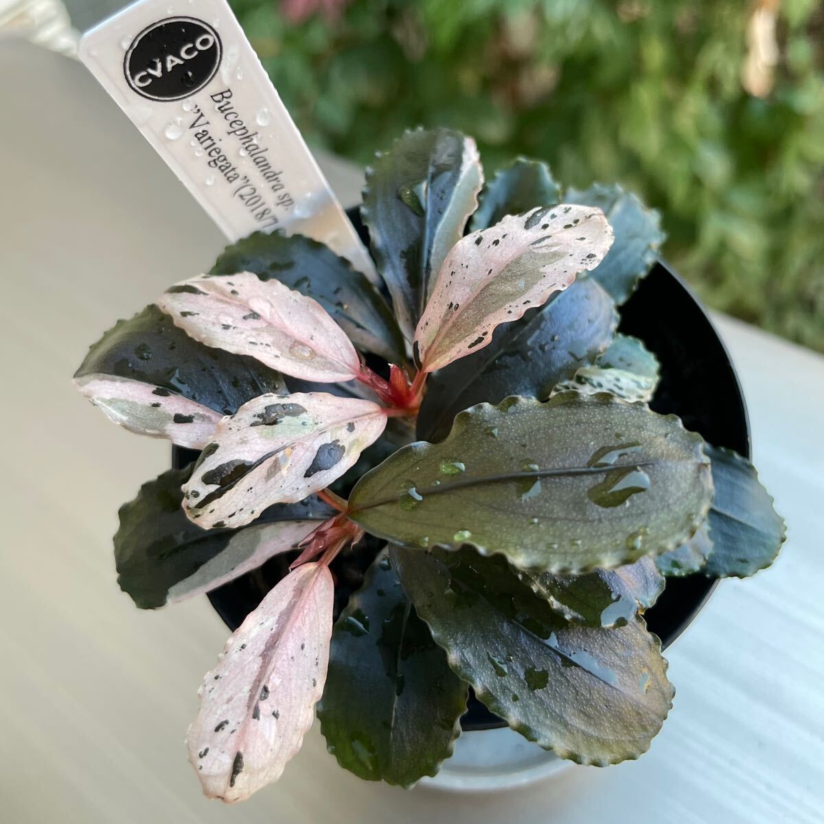 ブセファランドラ バリエガータ パウダー 2株 ブセファランドラ