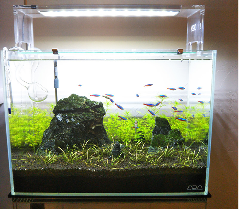 ADA キューブガーデン600＊その他色々