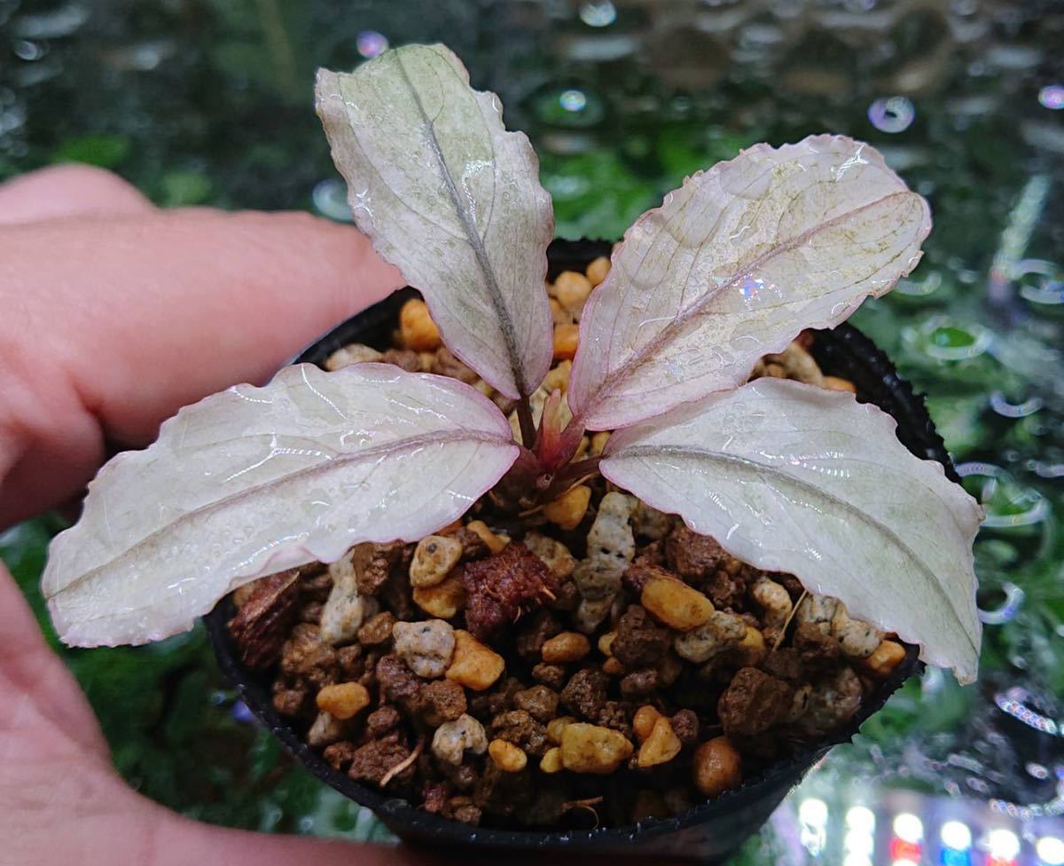 Bucephalandra sp. Varigata Pink 水中葉 Bucephalandra sp. Varigata