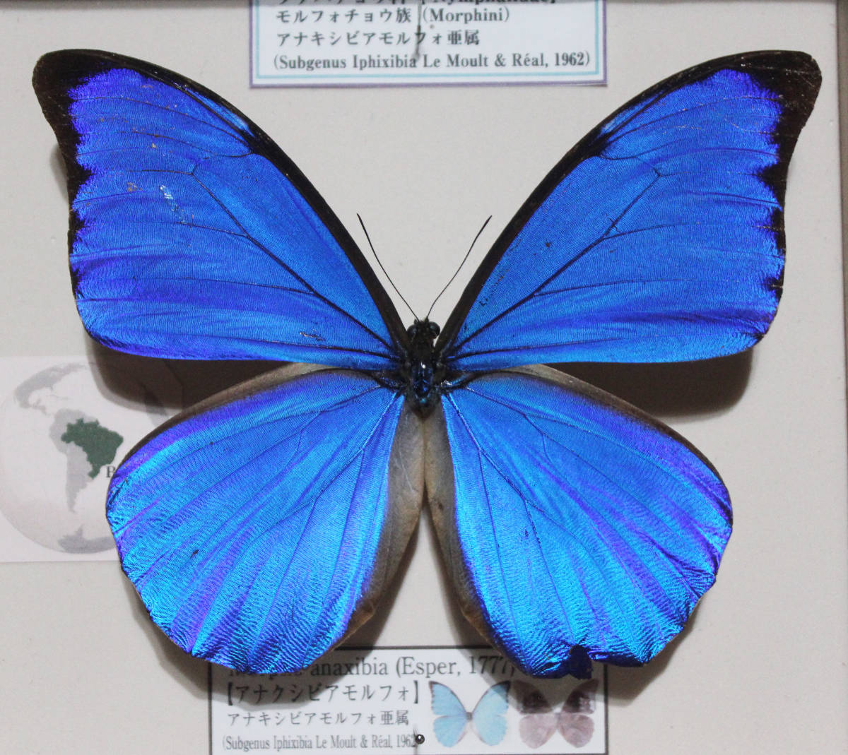 ブラジル アナキシビアモルフォ A-♂ 蝶標本モルフォ蝶の標本美麗