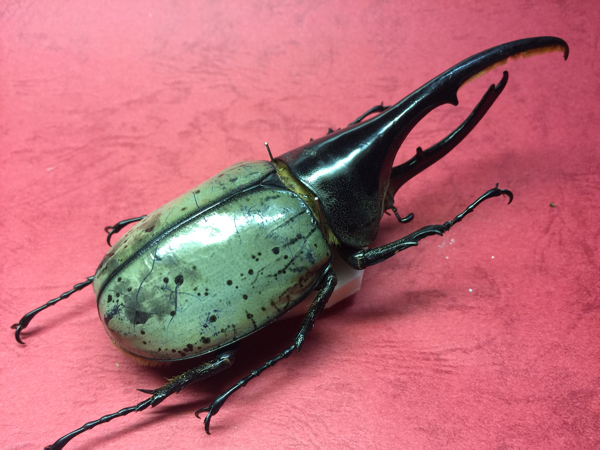 ヘラクレス・ヘラクレス ブルー標本 週末限定価格‼️ 標本 珍