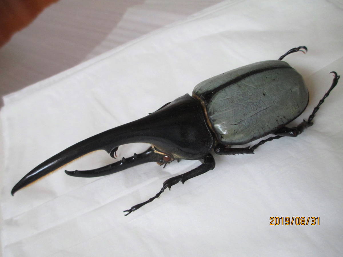 標本】 ヘラクレスリッキー 本物の野外品150㎜ 標本】 ヘラクレス