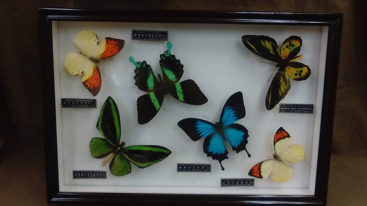 希少蝶標本現状品のみドイツガラスケースサイズ40x30x6cm 現状品のみ