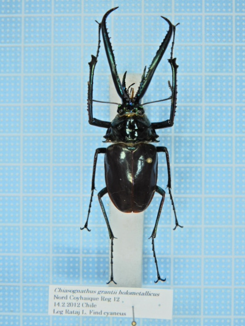 コガシラクワガタホロメタリクス標本 【貴重！】ホロメタリクス・チリ