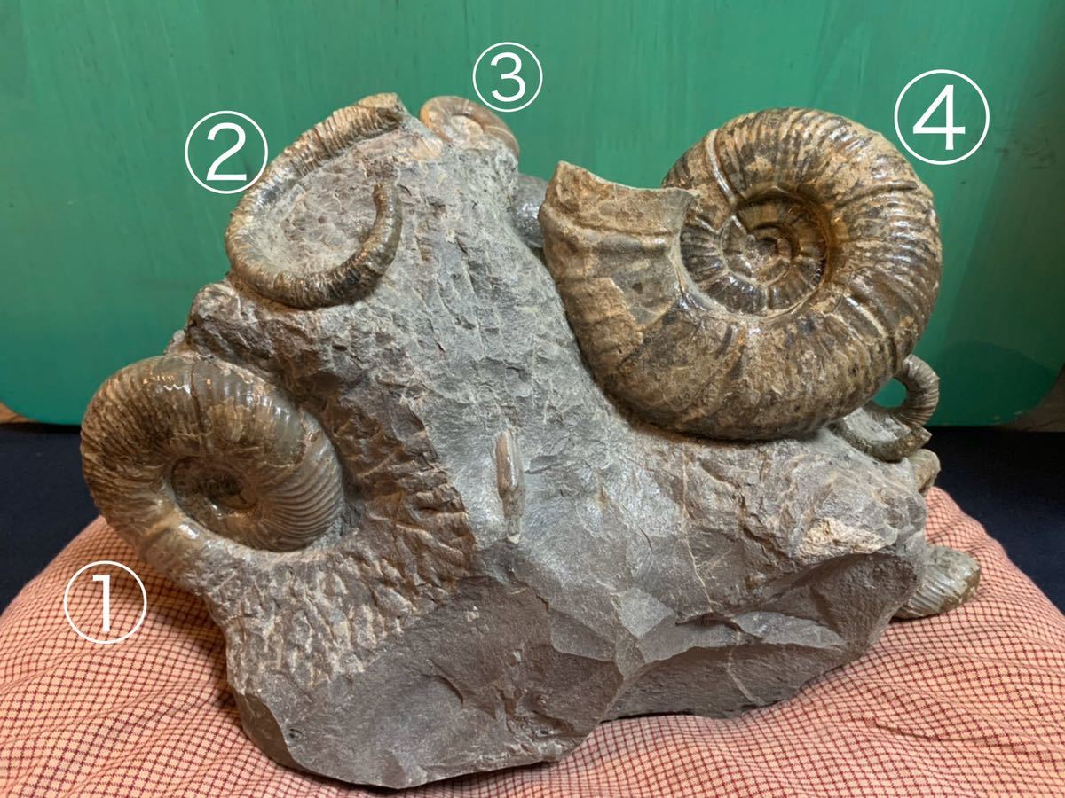 アンモナイ 異常巻き？！ アンモナイト 異常巻き 群集化石 北海道 中