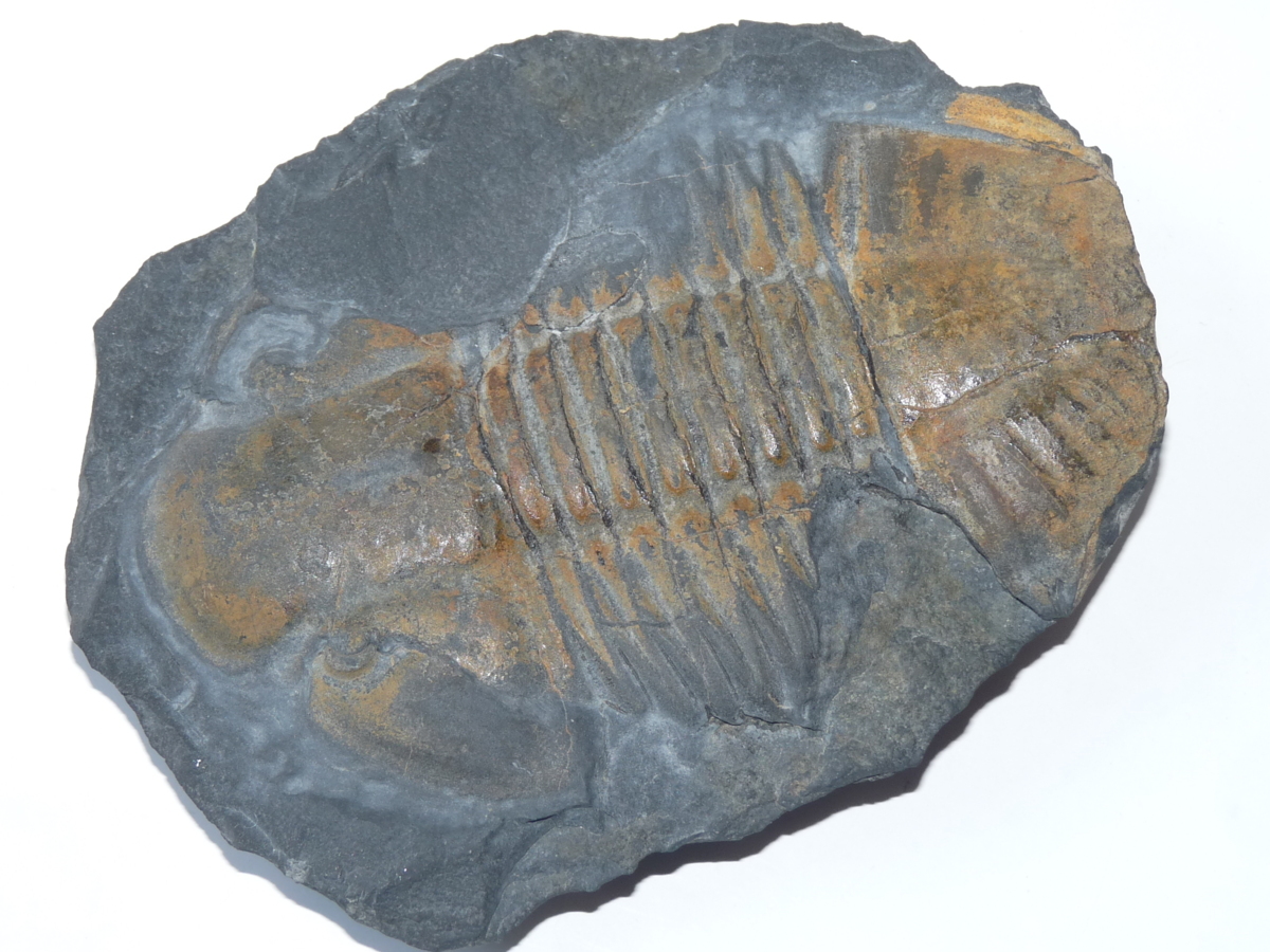 三葉虫 化石 ボリビア産 南アメリカ trilobite Bolivia三葉虫② 三葉虫