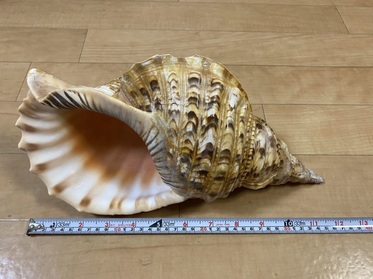 販売 貝殻標本(沖縄の青い海の宝) ホラ貝 その他 貝殻(沖縄の青い海の