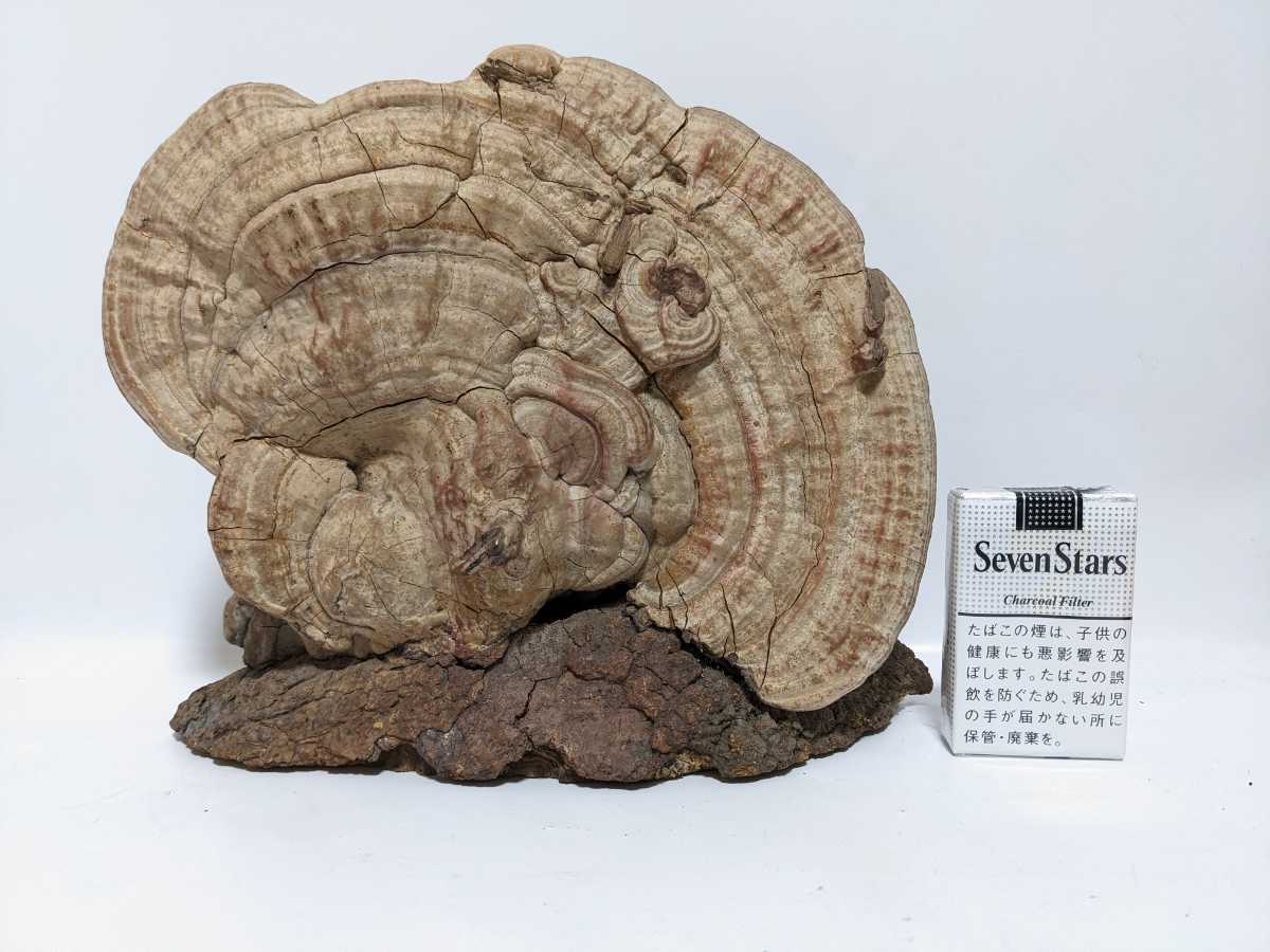 鑑賞用の霊芝(さるのこしかけ) 鑑賞用の霊芝(さるのこしかけ)