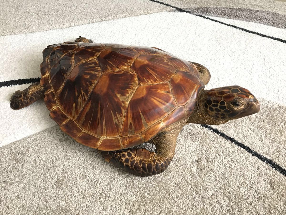 ウミガメ 剥製 Yahoo!オークション - 【希少】アオウミガメ剥製（全長