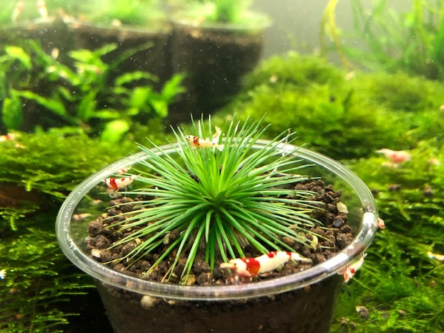 ☆ホシクサsp.キンバリーナロー ☆