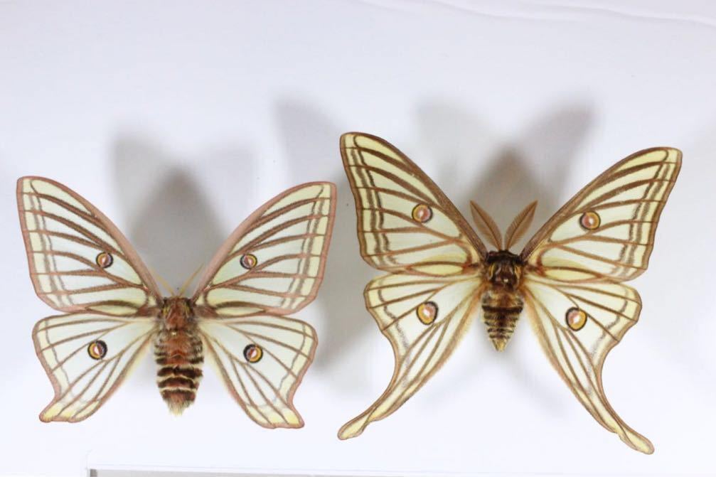 蛾 標本 イザベラミズアオ
