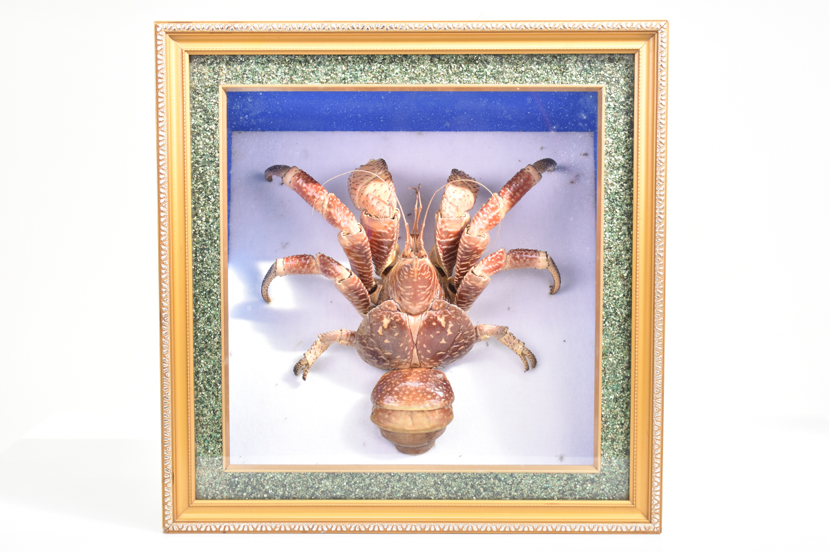 沖縄 八重山ヤシガニ標本