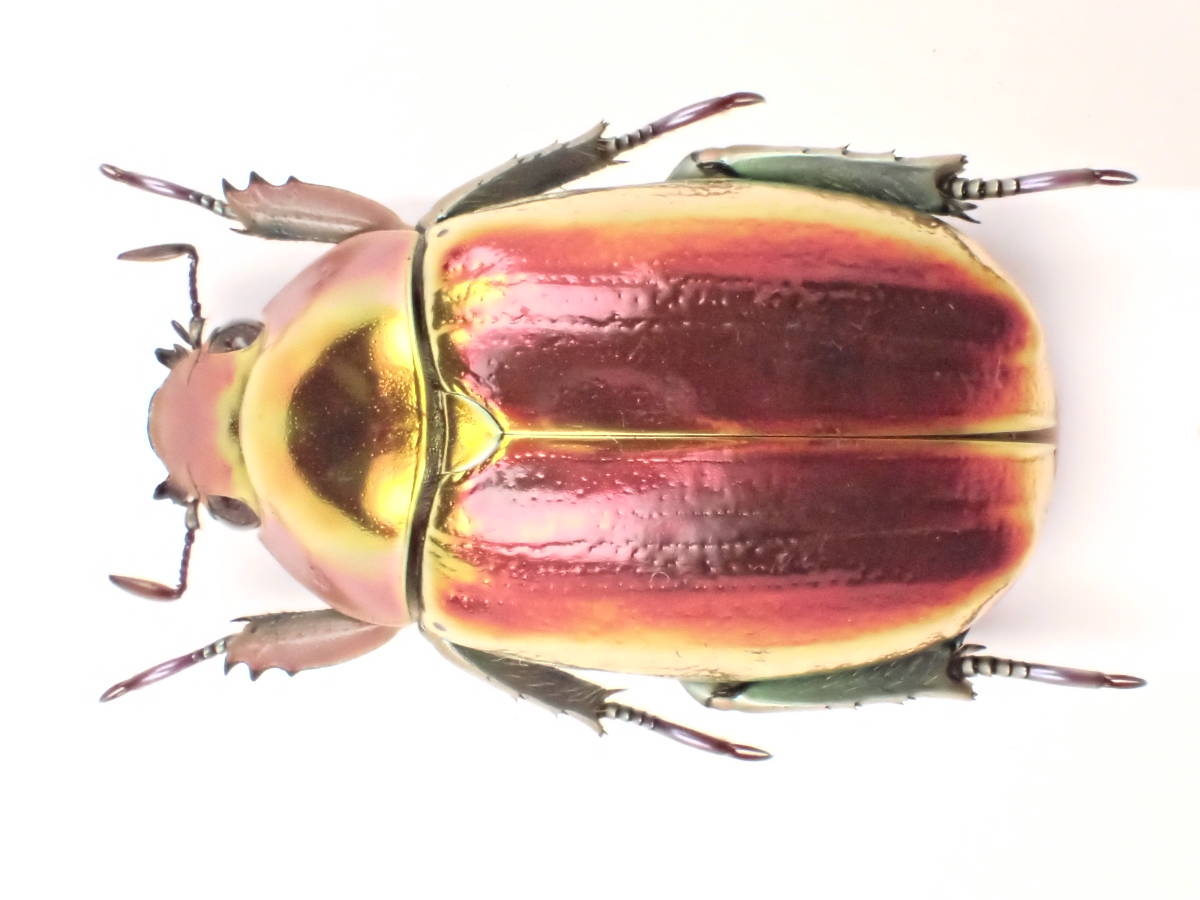 08083 アウリガンスプラチナコガネ 08083 アウリガンスプラチナコガネ