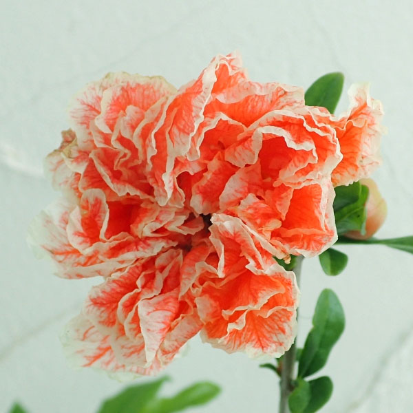 園芸ネット本店｜ザクロ（花ざくろ・鑑賞用）：天絞り（あましぼり）4