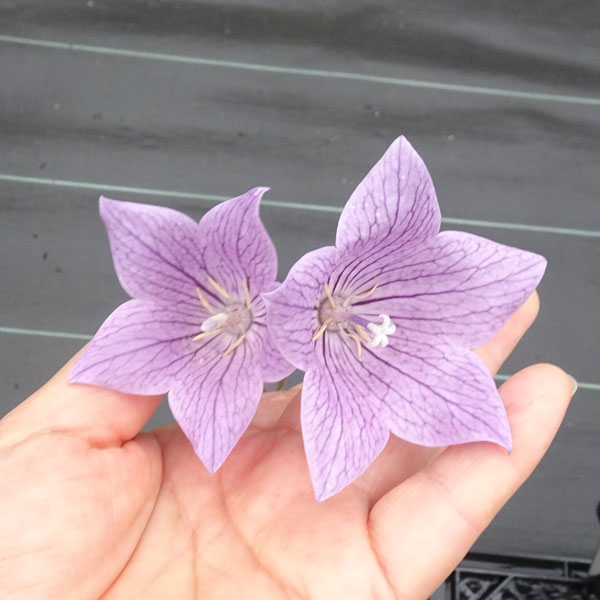 園芸ネット本店｜おもてなしキキョウ(桔梗）：一重系あずき4号ポット