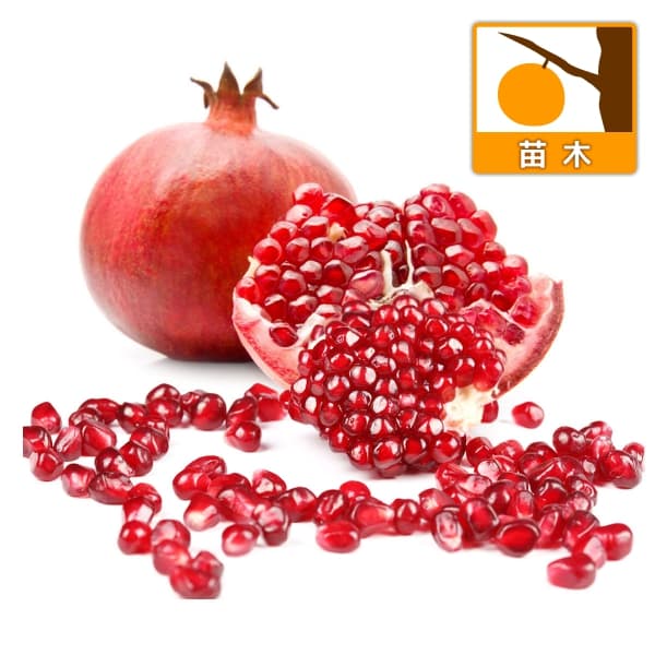 園芸ネット本店｜ザクロ：中華石榴王（チュウカザクロオウ）4号ポット